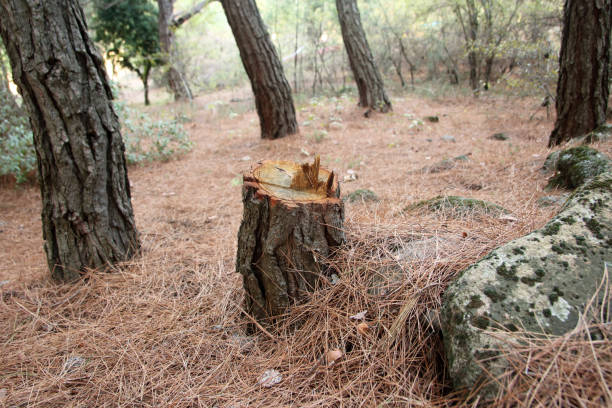 Best Emergency Tree Removal  in Alum Creek, WV