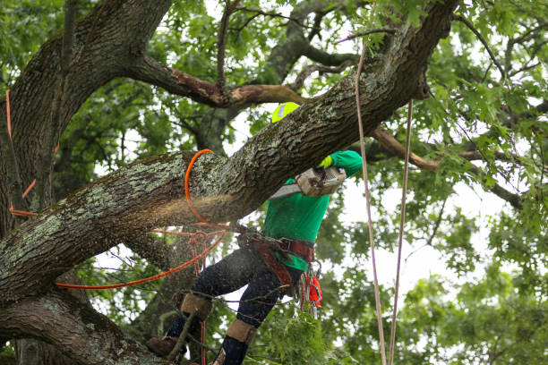 Best Palm Tree Trimming  in Alum Creek, WV